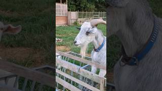 牧場主に釘付けなヤギさん達🐐 #cute #goat #ヤギ #癒し #カワイイ #氷風穴