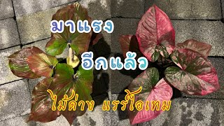 EP.66 สวนบอนสีพระทำ | อัพเดทบอนสีมาแรง กระแสมาดีมาก