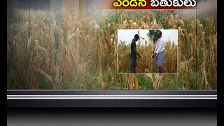 Jai Kisan TS - 2nd Sep 2016 - ఆలస్యమైన వానలతో ఎండిన ఆరుతడి పంటలు