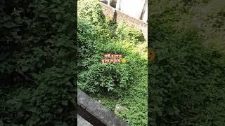 পুরাতন হলে অবহেলা বেড়ে যায় 🙂 ##dailyvlog #reels #trending #shortsviral #popular #virelshorts#video