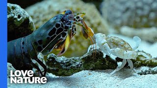 Mantis Shrimp Punches Crab’s Arm Off