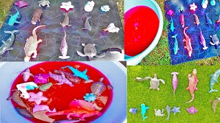 Cleaning Animal Toys | Sea Animals Toys Getting Washed | Animals Toys | Zaibies Toys