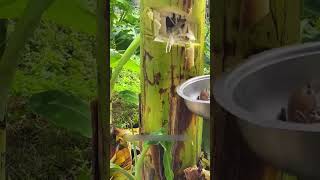When you cut open the tree, you find water everywhere inside – crabs escaping the flood! #fishing