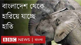 বাংলাদেশের হাতি সম্পর্কে যা জানা যায়। BBC Bangla