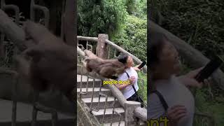 Be cautious about interacting with wild monkeys