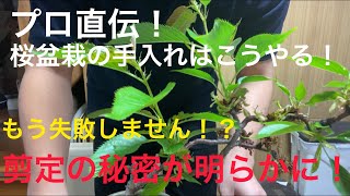 【桜盆栽の剪定】桜盆栽の手入れはこれで完璧！剪定には衝撃の秘密が、、、！？