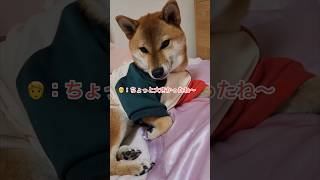 🐶：新しい洋服買ってもらったよ〜‼️#柴犬コンちゃん #柴犬 #dog #癒し動画 #shorts