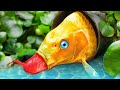 Stop Motion ASMR Pink Koi Fish Hunt Eels From Sewers Using Doraemon Model - Experiment Colorful CoCo