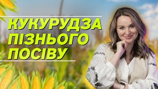 НЮАНСИ ПІЗНЬОГО ПОСІВУ КУКУРУДЗИ