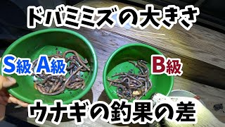 ウナギ釣り　ドバミミズの大きさの違いで釣果はどう変わる？