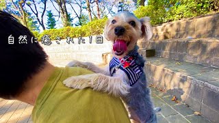 ある晴れた休日の過ごし方〜ヨーキーと飼い主〜/共働き夫婦と子犬