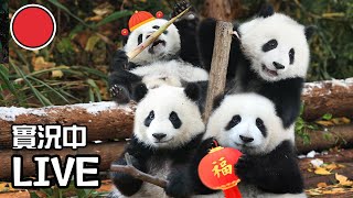 Broadcast: Pandas’ Reunion Banquet For The Year Of The Dragon | iPanda