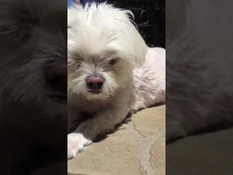 Can't stop licking the air!!? Can't stop licking the air!!?