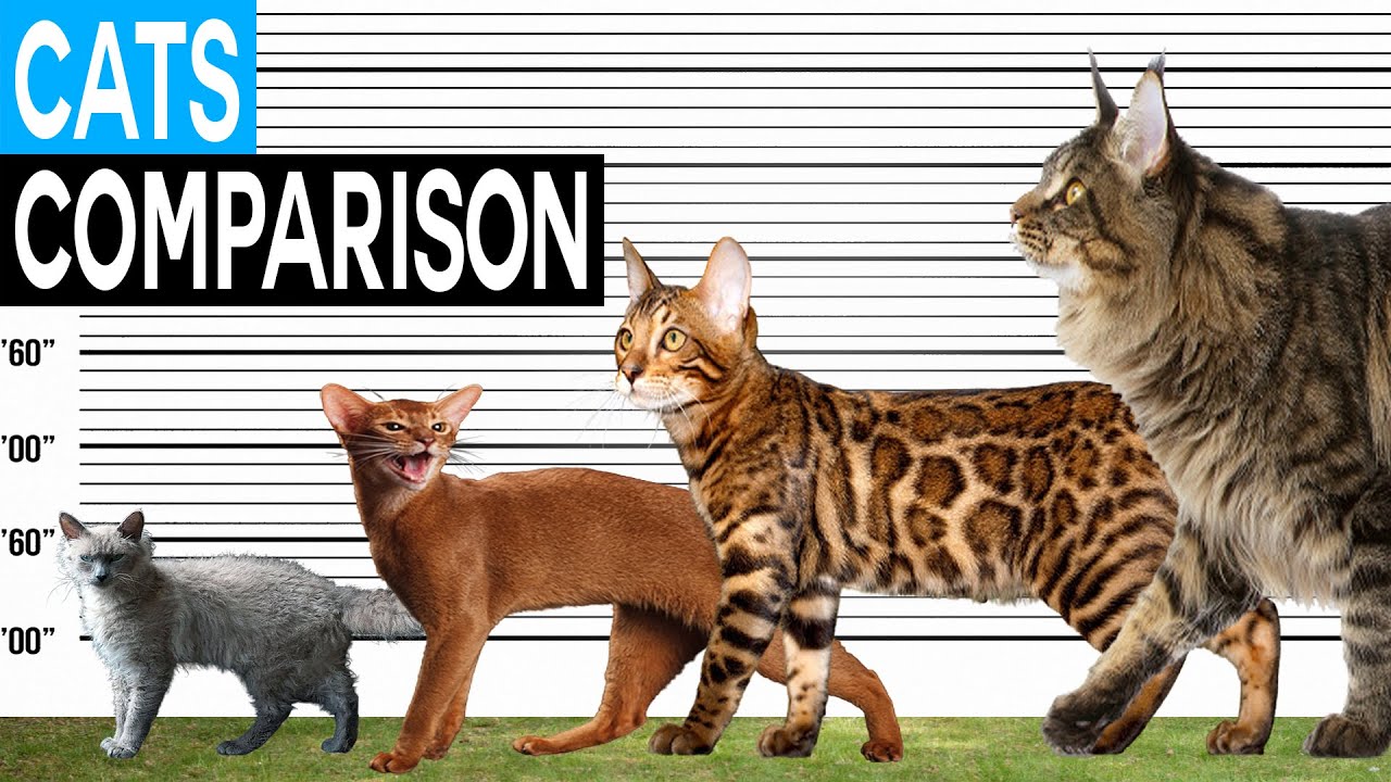 Bengal Cat Size Comparison