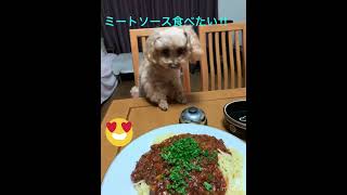 ご飯を食べたのに、ミートソーススパゲッティ🍝を食べたい食いしん坊の😋トイプードルのハピちゃん。