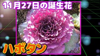 11月27日の誕生花 ハボタン どんな花？あなたに送る花言葉は?