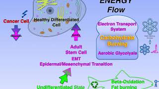 Metabolism-from Stem Cells to Cancer