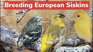 Breeding European Siskins and their Mutations - a full guide