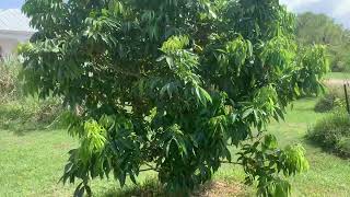 Lychee trees flowering in Central Florida