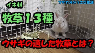 ウサギに適した牧草は?　イネ科の牧草13種のうち商品に使われているのは○種類!