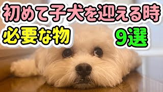 【子犬のお迎え準備】これさえ見れば困らないお迎えグッズ9選