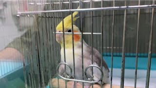 入院したオカメインコのタマゴさんに会いに病院に行って来ました。