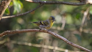 西湖野鳥の森公園のマヒワ（雄）その１３（4K60P動画）