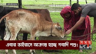 এবার ভাইরাসে আক্রান্ত হচ্ছে গবাদি পশু! | BD News Update | Cattle Farms of BD