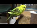 ペット　なつく　セキセイインコ　頭がかゆい！！　木に頭をこすりつけるかわいいピーコちゃん