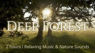 Relaxing Music 4K | Deep Forest | Nature Sounds | 2 hours