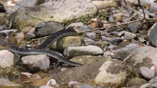 [佐波川のいきものたち 173 ] 水辺で餌を探すヤマカガシ Rhabdophis tigrinus