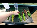 the dwarf golden barb tank 2ft stunning aquascape tutorial