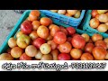 17 01 25 madanapalle tomato market price today today tomato market rate in madanapalle today