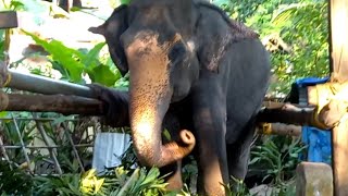 ♥️Guruvayur Thara♥️🐘the famous  female elephant is  known as Grandma Elephant.