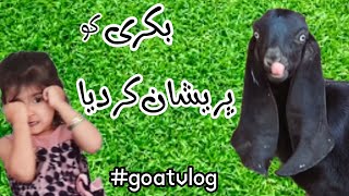 baby goat preshan ho gye|بکری کے ساتھ کھیل رہی ہے یوبی