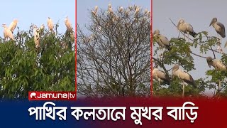 মৌলভীবাজার যেন পাখির রাজ্য! কান পাতলেই পাখির কলতান | Moulovibazar Bird | Jamuna TV