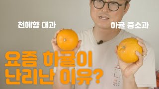 요즘 하귤이 난리난 이유? 제주감귤썰7 하귤 아카이빙