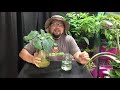 unbelievable kohlrabi growth refilling a kratky method hydroponics setup guten yardening