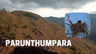 Parunthum para | karikkinmedu view point | idukki |