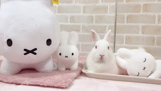 ミッフィーさんとそっくりなうさぎさんを遊ばせたらこうなりました🐰【88じかんめ】