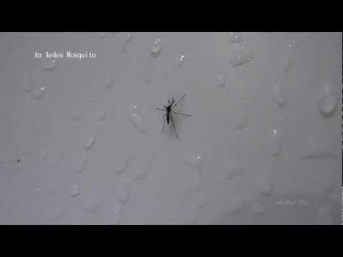 Aedes mosquito (Dengue hemorrhagic fever) Aedes mosquito (Dengue hemorrhagic fever)