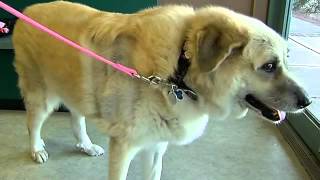 Avon Lake dog laws