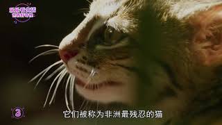 《乐乐看生活》盘点4个最邪恶的动物！黑猩猩残忍世界！