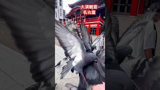 JAPAN TEMPLE PIGEONS 名古屋大須観音の鳩 #日本 #ショーツ #shorts #birds #鳥