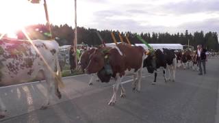 Alpaufzug Bernisch  Kantonales Schwingfest Affoltern  2017