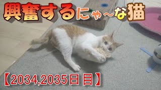 【2034,2035日目】興奮するにゃ～な猫【かわいい・面白い】～The growth record of my cute cat, Nike day 2034,2035