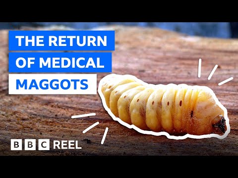 Are maggots good to eat?