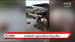 สะเทือนใจ หมูช่วยเพื่อนกำลังถูกเชือด | ข่าวช่องวัน | ช่อง one31