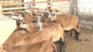 No threat to local sheep farmers