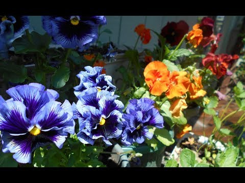 What are pansies used for?